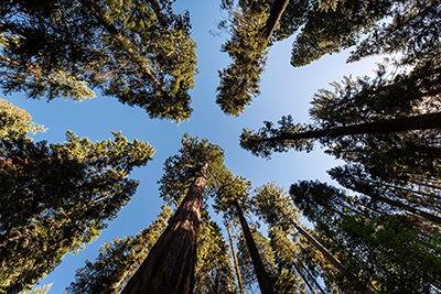 Sequoia National Park 2017